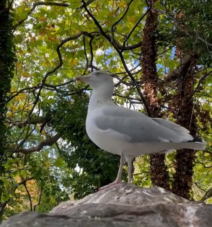 Petisi Burung